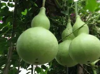 溪溪里吃瓜,一场夏日乡村的欢乐盛宴