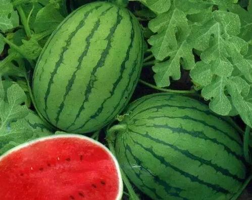 大美吃瓜,揭秘娱乐圈的甜蜜与苦涩