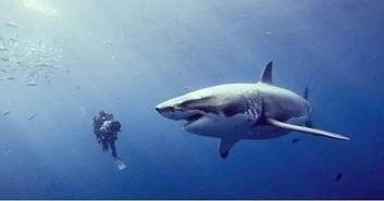 吃瓜鲨鱼照片图片,吃瓜鲨鱼照片背后的奇妙世界
