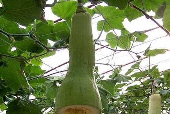 长胯瓜怎么吃,解锁美味新体验