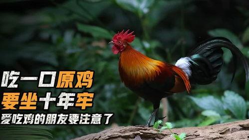 牢底吃瓜吃鸡,探秘牢底吃瓜吃鸡的另类生活